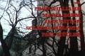 scdracula02a