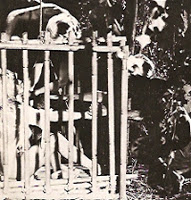 37Sex_charade_cage.jpg - purported single photo from Sex Charade