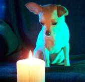 Soledad the Dog